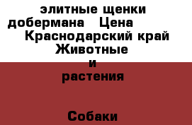 элитные щенки добермана › Цена ­ 25 000 - Краснодарский край Животные и растения » Собаки   